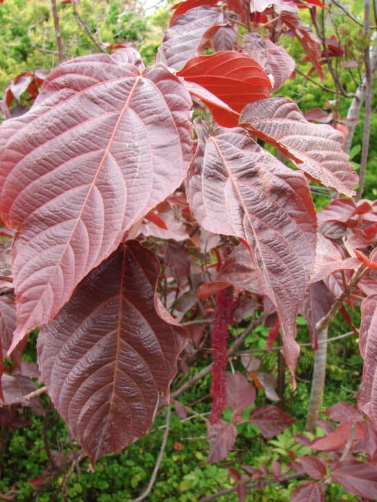 Chenille - Acalypha hispida