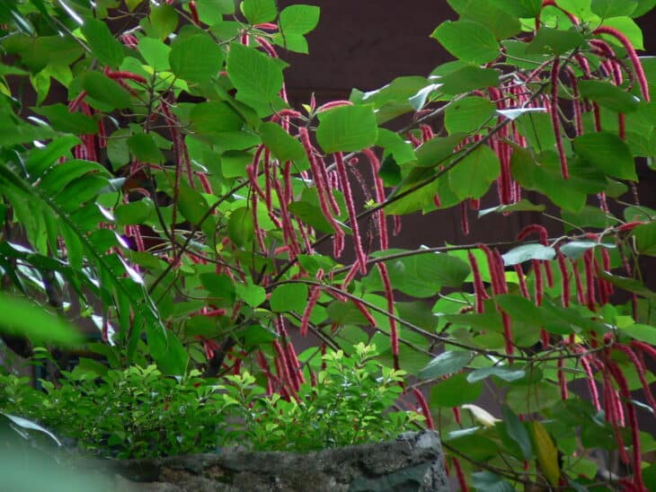 Chenille - Acalypha hispida