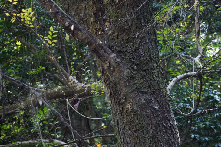 Chinese Elm - Ulmus parvifolia