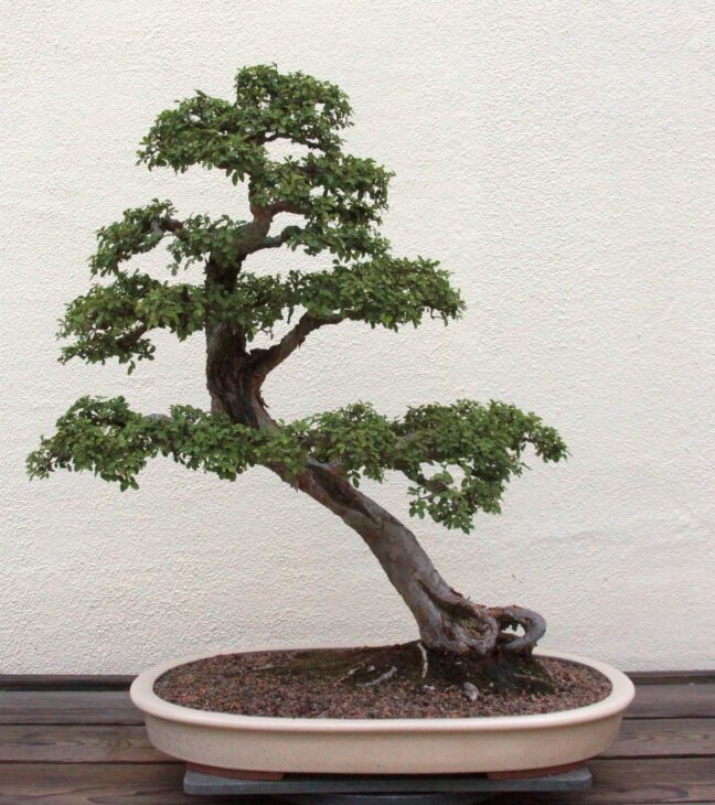 Chinese Elm - Ulmus parvifolia - Bonsai