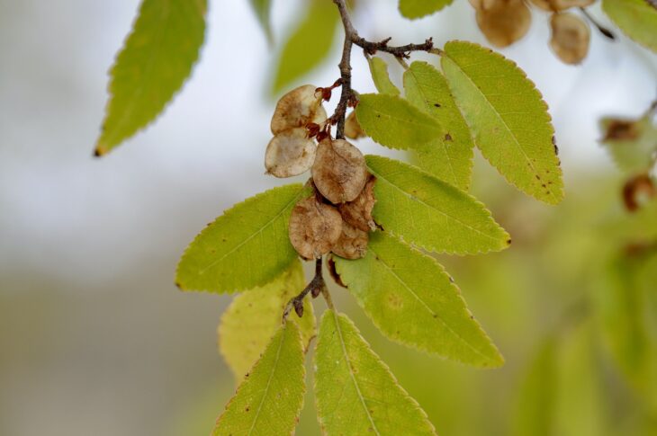 Chinese Elm - Ulmus parvifolia