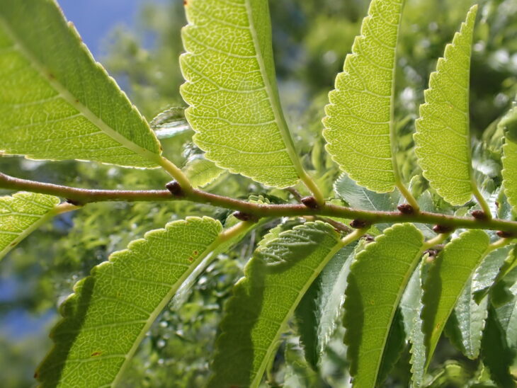 Chinese Elm - Ulmus parvifolia