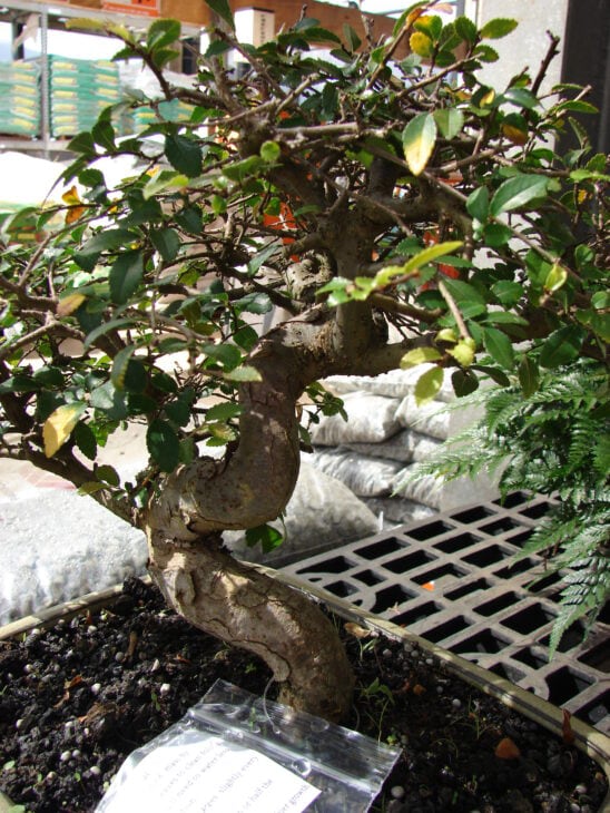 Chinese Elm - Ulmus parvifolia