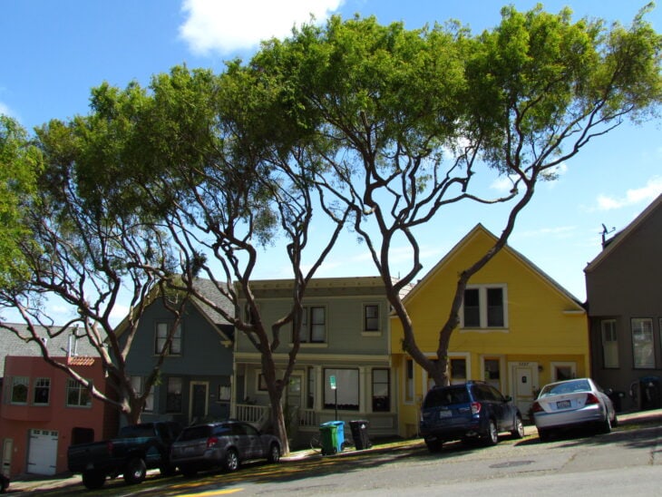 Chinese Elm - Ulmus parvifolia