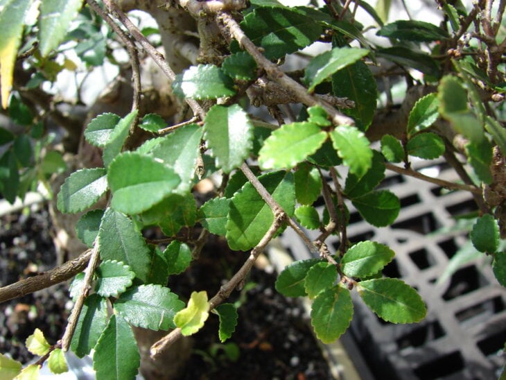 Chinese Elm - Ulmus parvifolia