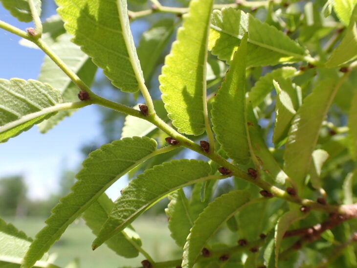 Chinese Elm - Ulmus parvifolia