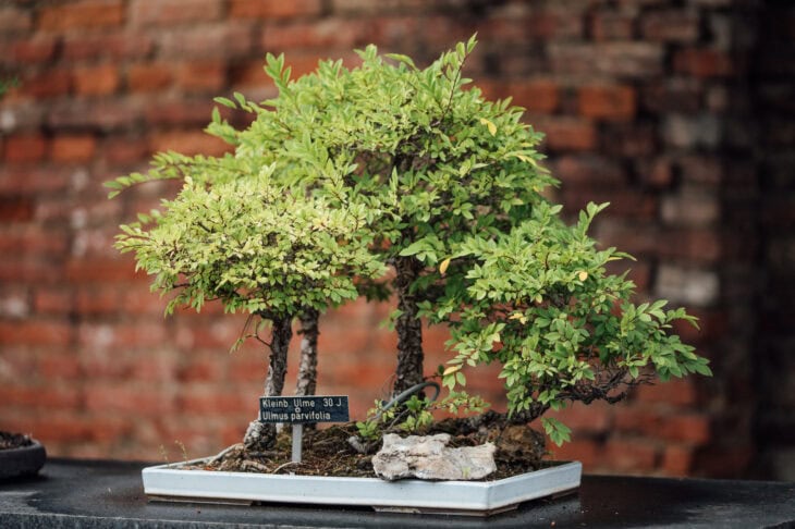 Chinese Elm - Ulmus parvifolia - Bonsai