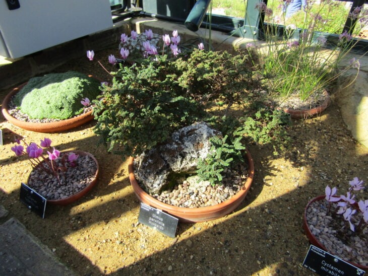 Chinese Elm - Ulmus parvifolia - Bonsai