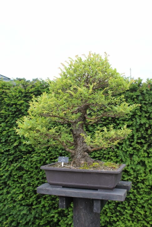 Chinese Elm - Ulmus parvifolia - Bonsai