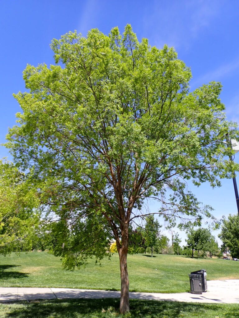 Chinese Elm - Ulmus parvifolia