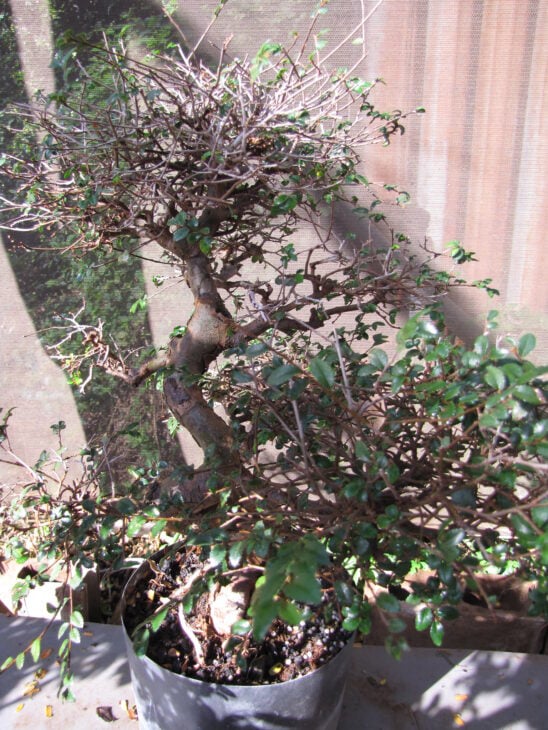 Chinese Elm - Ulmus parvifolia