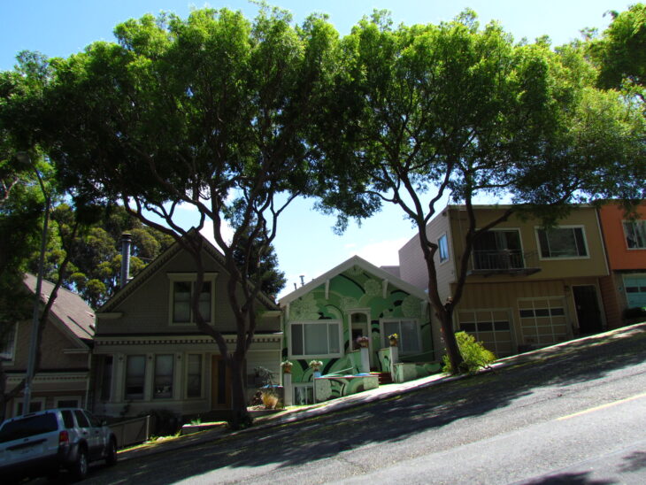 Chinese Elm - Ulmus parvifolia