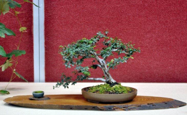 Chinese Elm - Ulmus parvifolia - Bonsai