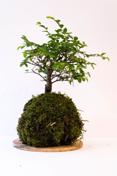 Chinese Elm - Ulmus parvifolia - Bonsai