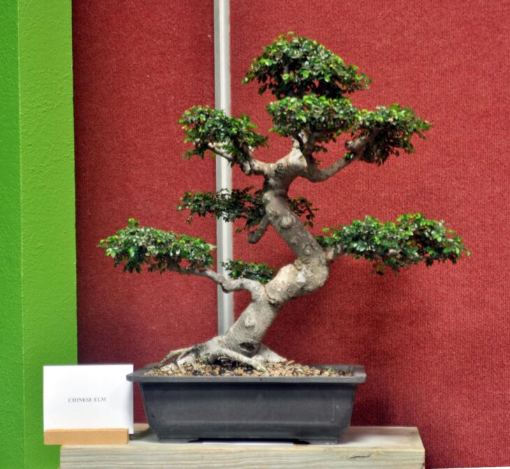 Chinese Elm - Ulmus parvifolia - Bonsai
