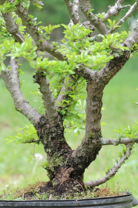 Chinese Elm - Ulmus parvifolia - Bonsai