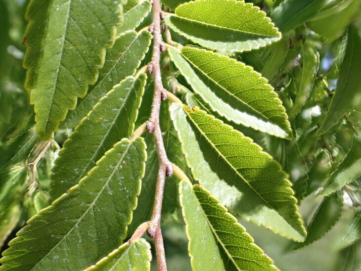 Chinese Elm - Ulmus parvifolia