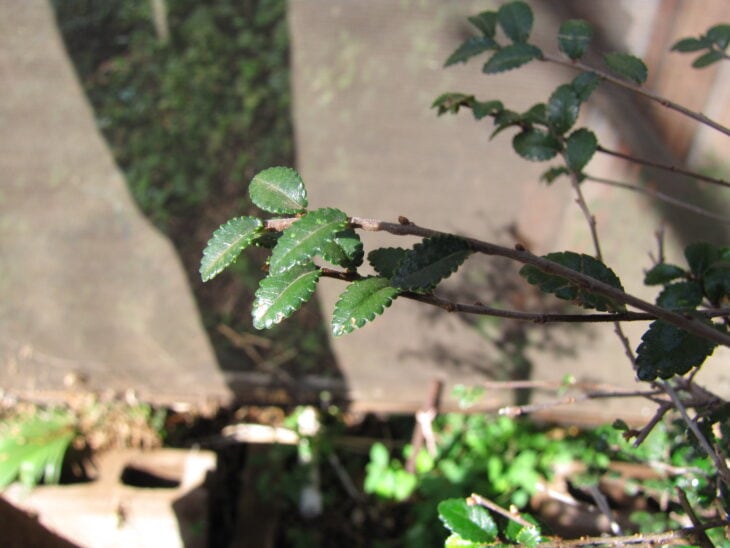 Chinese Elm - Ulmus parvifolia