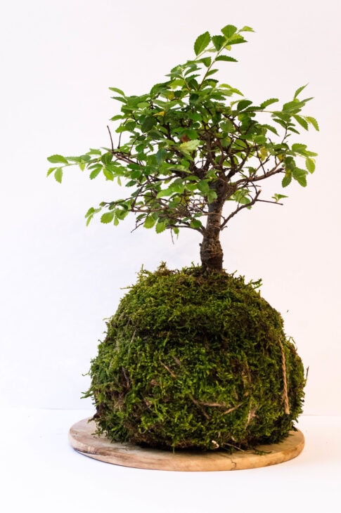 Chinese Elm - Ulmus parvifolia - Bonsai