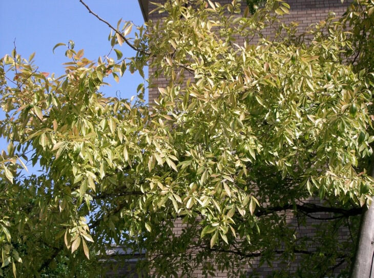 Chinese Elm - Ulmus parvifolia