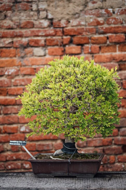 Chinese Elm - Ulmus parvifolia - Bonsai