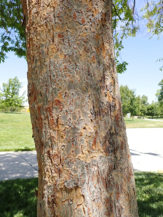 Chinese Elm - Ulmus parvifolia
