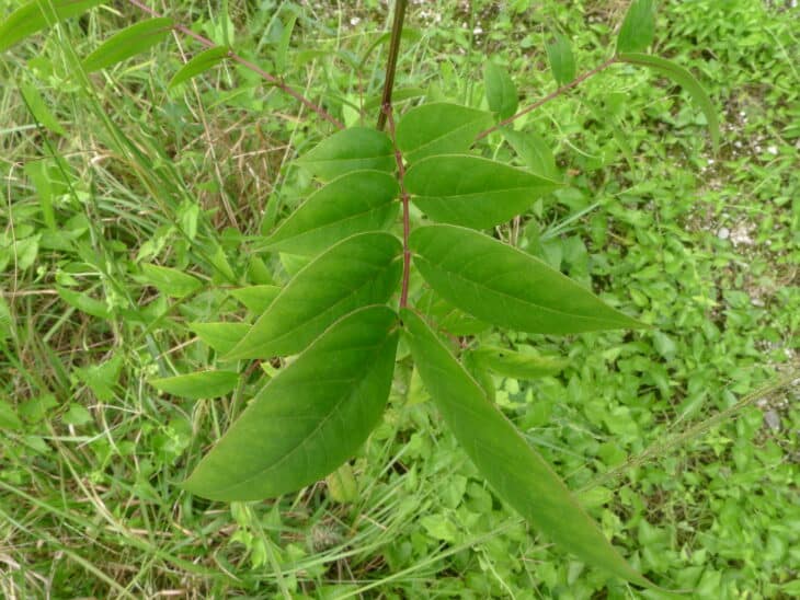 Coffee Senna - Senna occidentalis