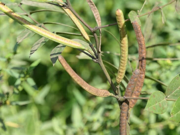 Coffee Senna - Senna occidentalis
