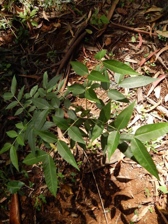 Coffee Senna - Senna occidentalis