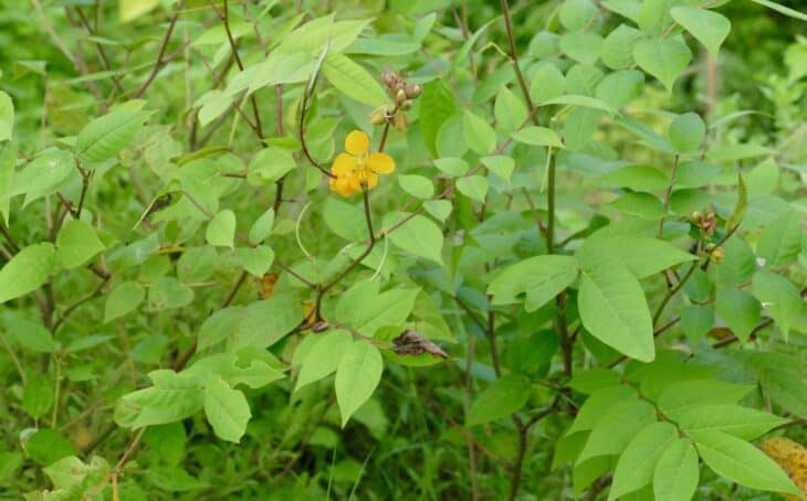 Coffee Senna - Senna occidentalis