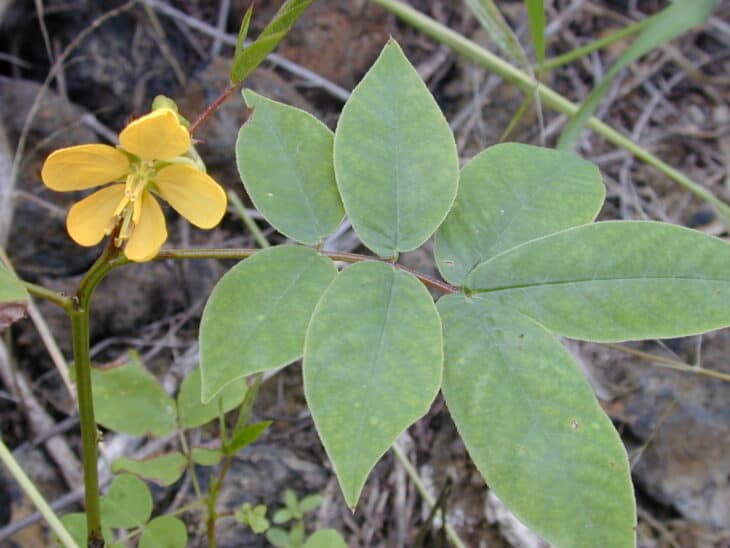 Coffee Senna - Senna occidentalis