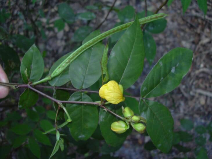 Coffee Senna - Senna occidentalis