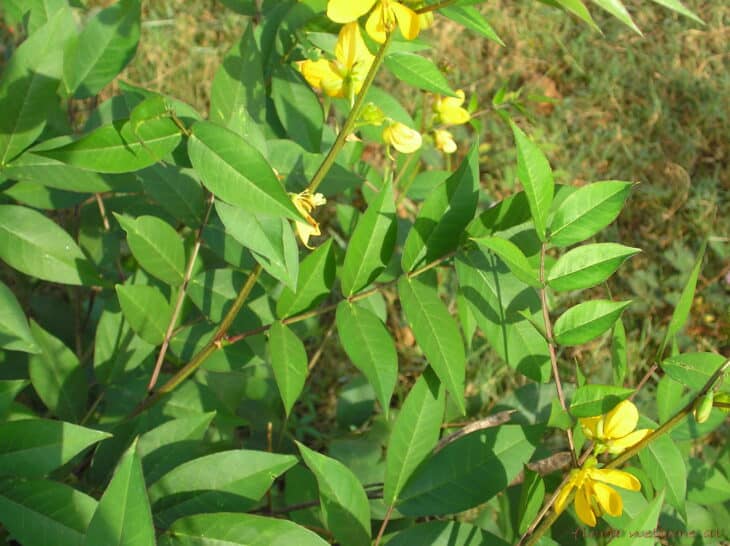 Coffee Senna - Senna occidentalis