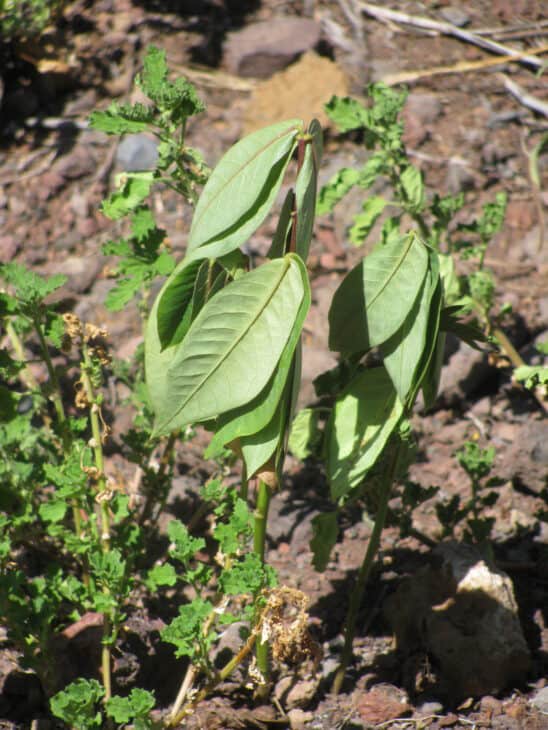 Coffee Senna - Senna occidentalis
