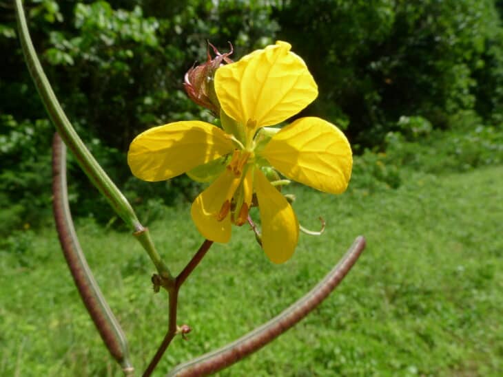 Coffee Senna - Senna occidentalis