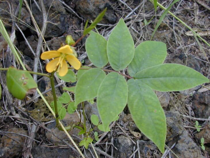 Coffee Senna - Senna occidentalis