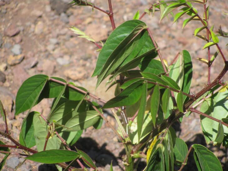 Coffee Senna - Senna occidentalis