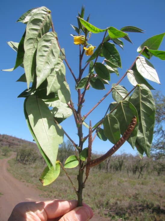 Coffee Senna - Senna occidentalis