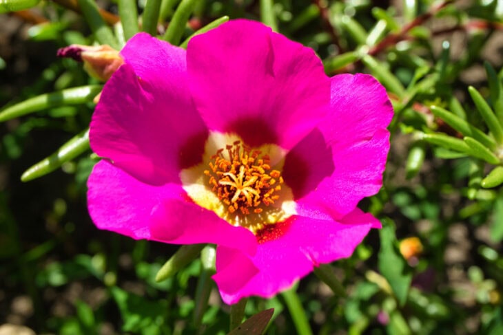 Common purslane - Portulaca oleracea