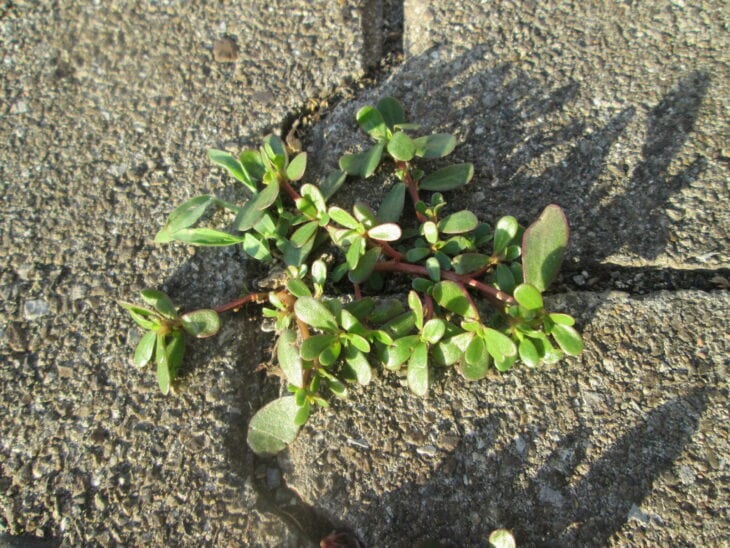 Common purslane - Portulaca oleracea