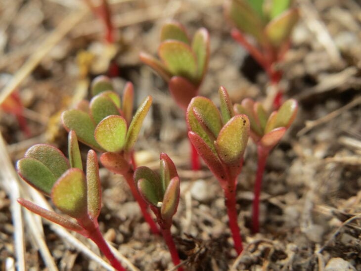 Common purslane - Portulaca oleracea