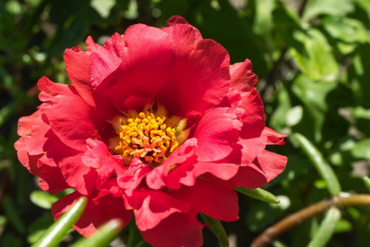 Common purslane - Portulaca oleracea