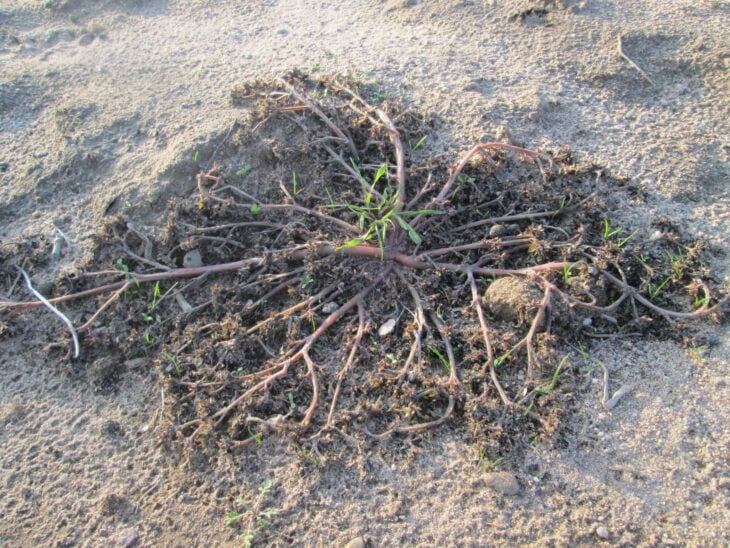 Common purslane - Portulaca oleracea