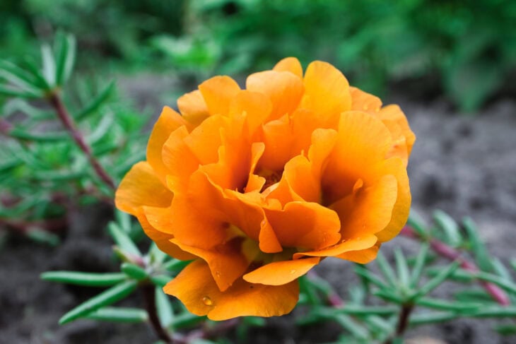 Common purslane - Portulaca oleracea