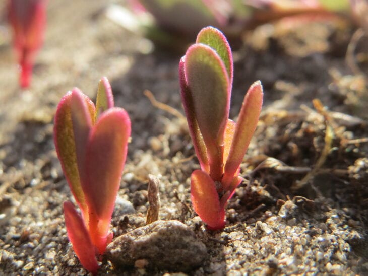 Common purslane - Portulaca oleracea