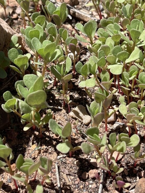 Common purslane - Portulaca oleracea