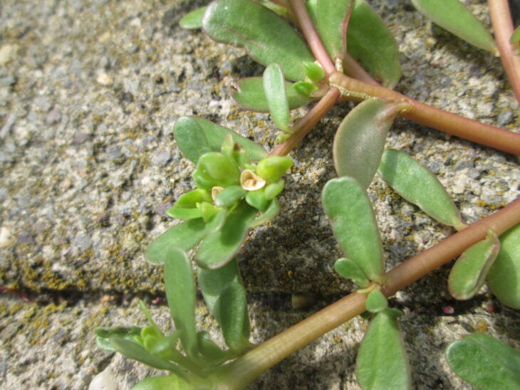 Common purslane - Portulaca oleracea