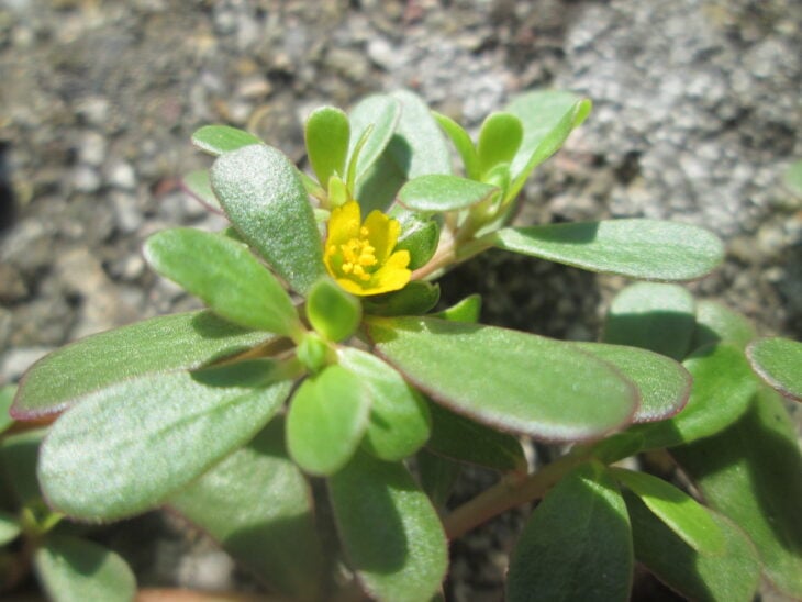 Common purslane - Portulaca oleracea