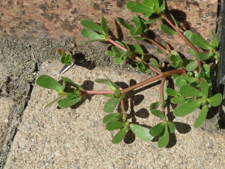 Common purslane - Portulaca oleracea