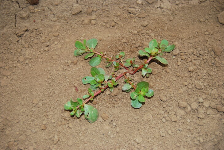 Common purslane - Portulaca oleracea